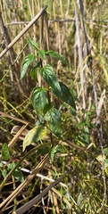 Mentha australis