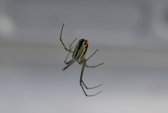 Leucauge argyrobapta