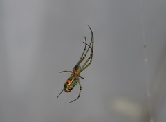Leucauge argyrobapta