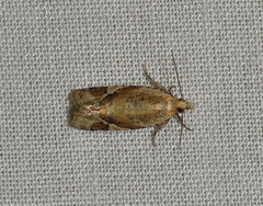 Euphona euphona