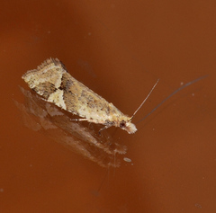 Euphona euphona