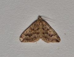Epyaxa agelasta