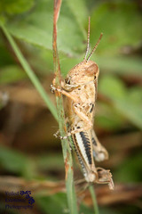Acrididae