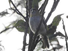 Cyclarhis nigrirostris