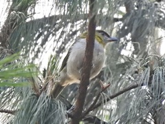 Cyclarhis nigrirostris