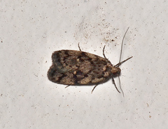 Barea psephophora
