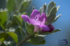 Leucophyllum frutescens