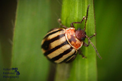 Kuschelina petaurista