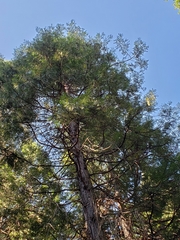 Calocedrus