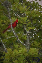 Cardinalis cardinalis