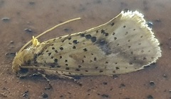 Azaleodes
