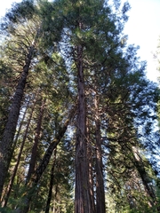 Calocedrus