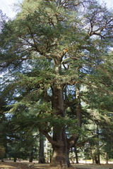 Cedrus atlantica