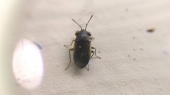 Geocoris uliginosus