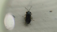 Geocoris uliginosus