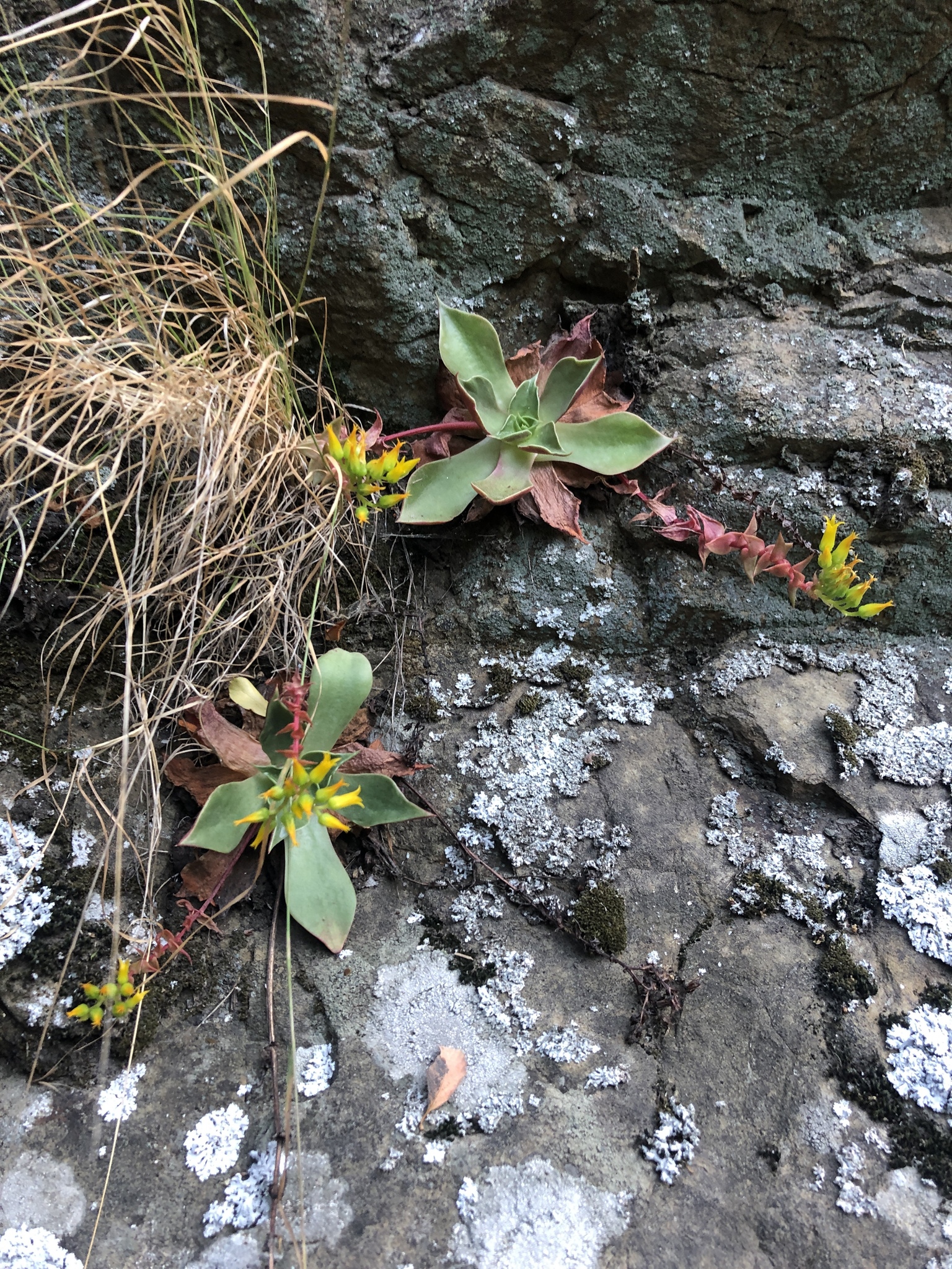Dudleya cymosa ssp. ovatifolia