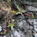 Dudleya cymosa ovatifolia - Photo (c) pleistocene, algunos derechos reservados (CC BY-NC), subido por pleistocene
