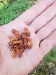Calocedrus
