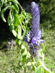 Verbena longifolia