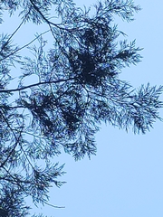 Calocedrus