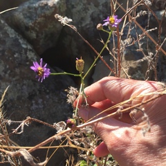 Erigeron foliosus franciscensis