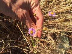 Erigeron foliosus franciscensis
