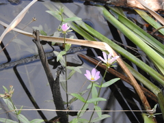Sabatia dodecandra foliosa