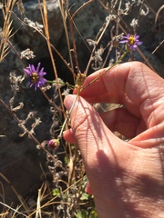 Erigeron foliosus franciscensis
