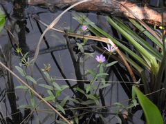 Sabatia dodecandra foliosa