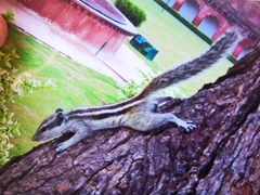 Funambulus pennantii