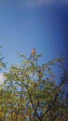 Haemorhous mexicanus