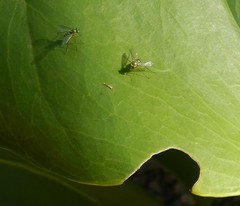 Chrysosoma leucopogon