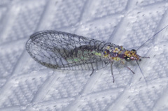 Eremochrysa punctinervis