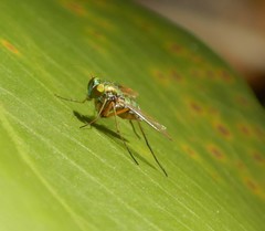 Chrysosoma leucopogon