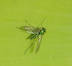 Chrysosoma leucopogon