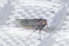 Deltocephalini