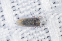 Deltocephalini