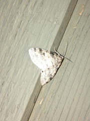 Lobophora nivigerata