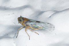 Nothodelphax consimilis