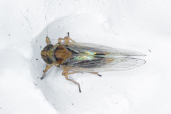Nothodelphax consimilis
