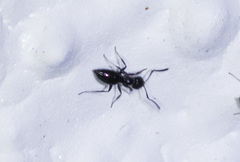 Prenolepis imparis