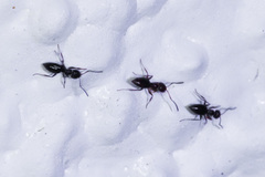 Prenolepis imparis