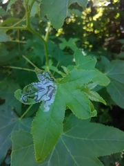 Phyllocnistis liquidambarisella