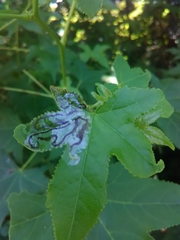 Phyllocnistis liquidambarisella