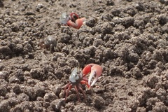 Leptuca uruguayensis