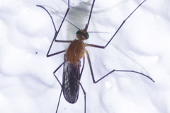 Culex erythrothorax