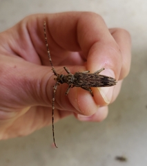 Elytrimitatrix undata