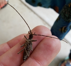 Elytrimitatrix undata