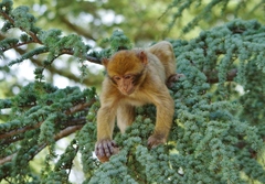 Macaca sylvanus