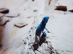 Pseudotrapelus sinaitus